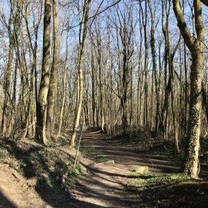 Bois du Mont Saint-Aubert