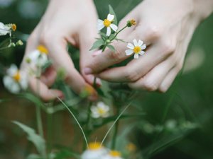 cueillir_des_fleurs_et_faire_secher.jpg