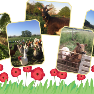 Ferme des coquelicots