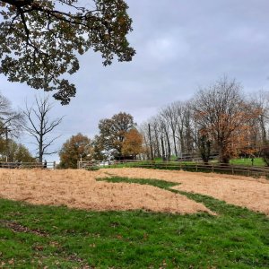 Jardin Miyawaki à Mont Saint-Aubert